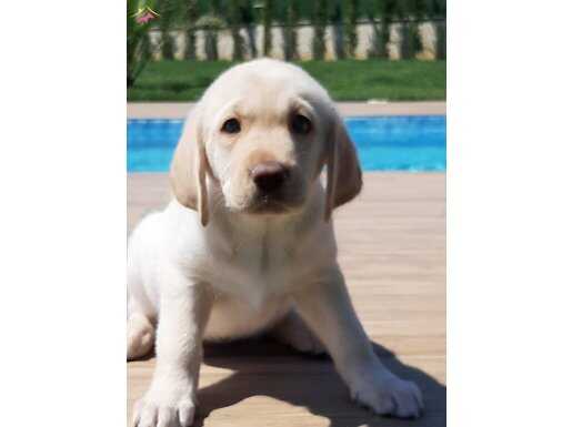 %100 Safkan Labrador Yavruları 