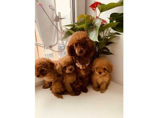 Poodle Bebeklerimiz İstanbul 