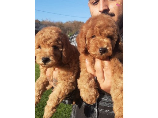 Red Brown Toy Poodle Yavrularımız Üst Kalite 
