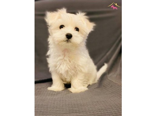 Baby Face MALTESE TERRİER YAVRULARIMIZ 