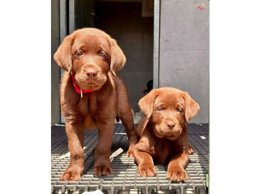 Prestijli Köpek Çiftliğinden Labrador Yavruları 
