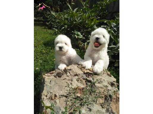 %% Maltese Terrier Yavrularımız 