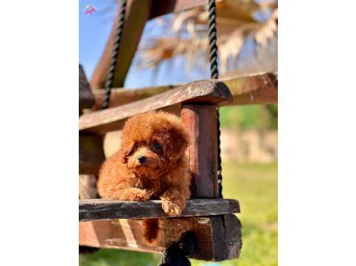 %% Poodle Yavrularımız 