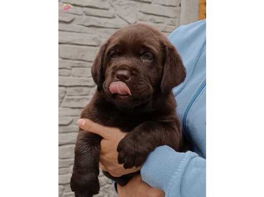Labrador Çiftliğinden Labrador Yavruları 