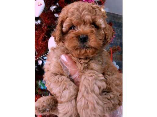 %%Poodle Yavrularımız Üst Kalite 