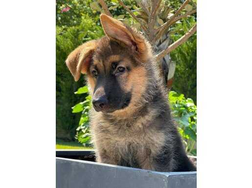 K9 Alman Kurdu Yavruları Sağlık ve Irk Garantili 