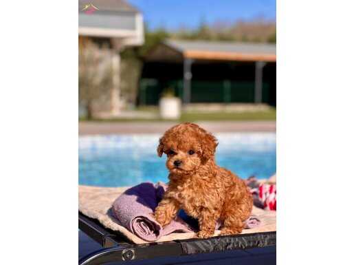 %% ORJİNAL TEA CUP POODLE YAVRULARI SİZLERİ BEKLİYOR 