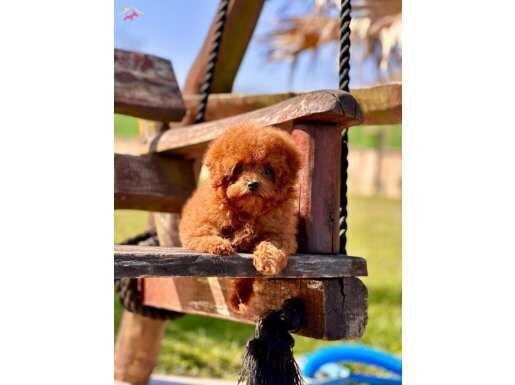 RED BROWN TOY POODLE YAVRULARI 