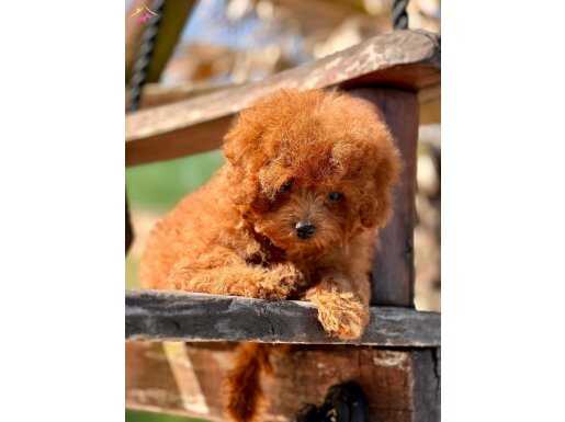 TÜRKİYENİN EN ÖZEL POODLE ÇİFLİĞİNDEN HARİKA YAVRULAR 
