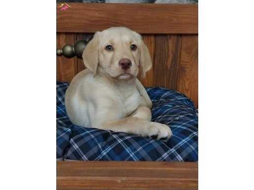 %Safkan Mükemmel Labrador Retriever Yavruları 