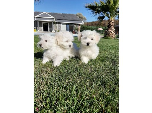 Maltese Çiftliğinden Mükemmel Maltese Terrier Yavrularımız Ü