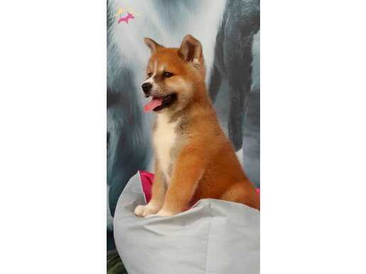 Japon Akita Yavruları Irk Garantili 
