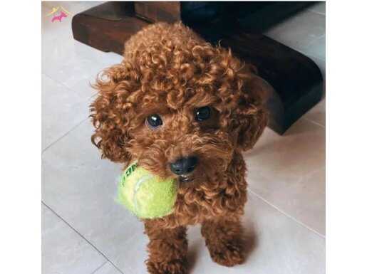 Türkiyenin En Prestijli Çiftliğinden Toy Poodle Yavruları