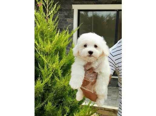 Pamuk Beyazı Maltese Terrier Yavrularımız 