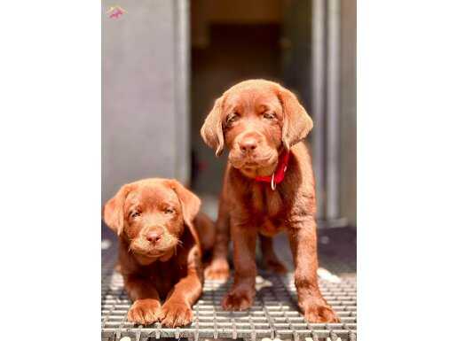 Etkileyici Güzellikteki Labrador Retriever Yavruları 