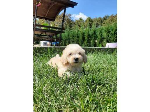 RUHSATLİ ÇİFLİKTEN MALTİPOO YAVRULARİ 