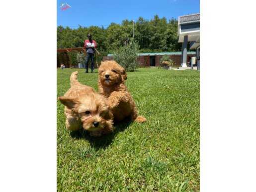 HARİKA MALTİPOO BEBEKLERİ 