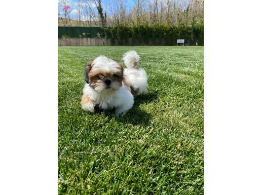 RUHSATLİ ÇİFLİKTEN ÖZEL SHIH TZU YAVRULARİ İSTANBUL 