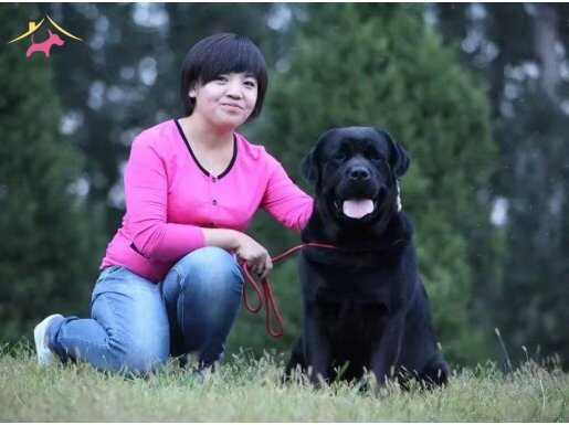 MUHTEŞEM GÜZEL LABRADO RETRİEVER YAVRULARI İSTANBUL 