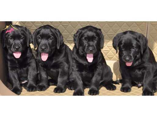 RUHSATLİ ÇİFLİKTEN LABRADOR RETRİEVER YAVRULARI İSTANBUL 