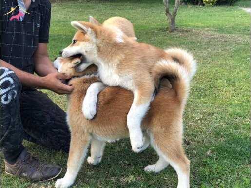 JAPON AKİTA INU YAVRULARİ İSTANBUL 