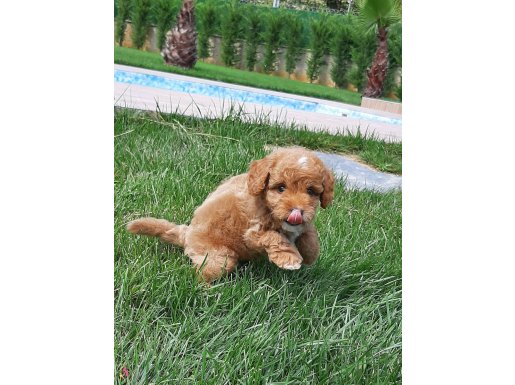MUTLU VE OYUNCU MALTIPOO BEBEKLERİ SİZLERİ BEKLİYOR 