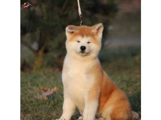 Japon Akita Yavruları 