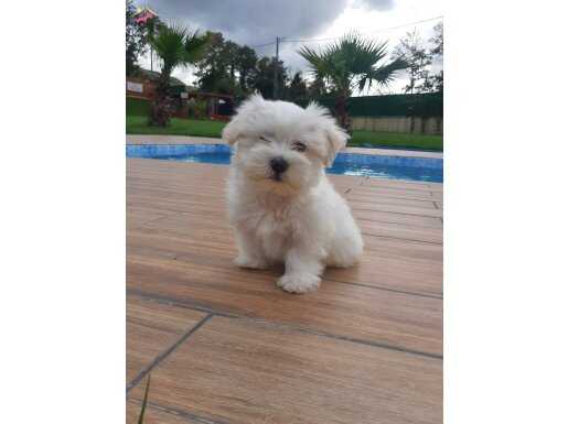 Maltese Çiftliğinden Mükemmel Maltese Terrier Yavrularımız 
