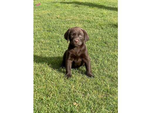 Labrador Çiftliğinden Mükemmel Kalitede Labrador Yavruları 