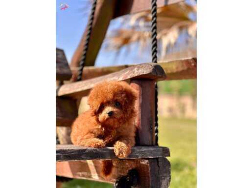Poodle bebeklerimiz Enfes Kalite 
