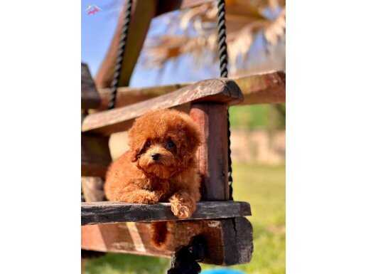 TÜRKİYENİN EN ÖZEL POODLE YAVRULARI SİZLERİ BEKLİYOR 