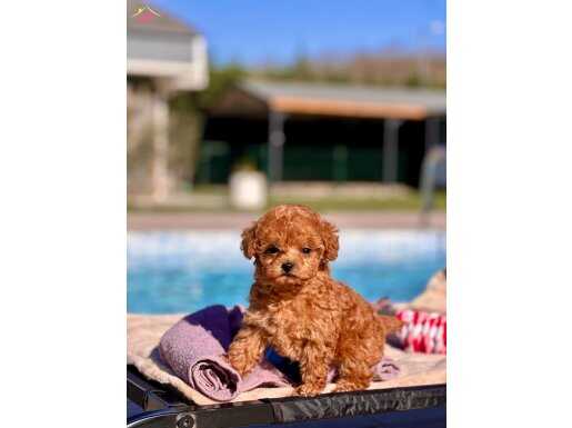 RUHSATLİ ÇİFLİKTEN ÖZEL POODLE YAVRULARI 