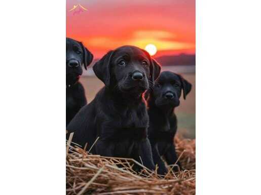 LABRADOR RETRIEVER YAVRULARI ISTANBUL 