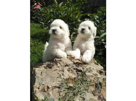 Kore  Kan Maltese Terrier Yavrularımız 