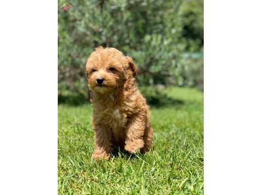 Orjınal Mini Boy Maltipo Bebeklerimiz İstanbul 