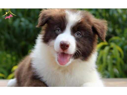 Kahverengi Border Collie Yavruları Aşıları tam 