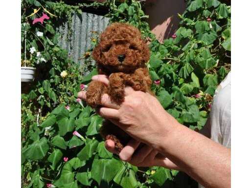 Ruhsatlı Toy Poodle Yavrularımız Üst Kalite 