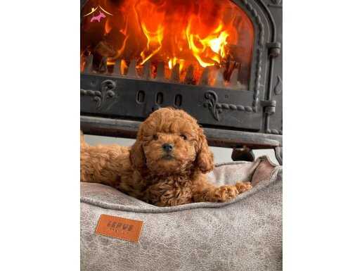 Orjınal En Özel Red Brown Poodle Bebeklerimiz 