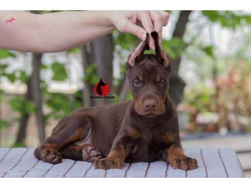 Secereli Doberman Yavruları Muhteşem Kalitede