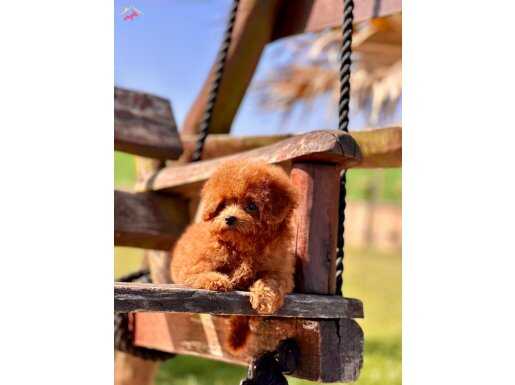 Poodle Bebeklerimiz İstanbul 