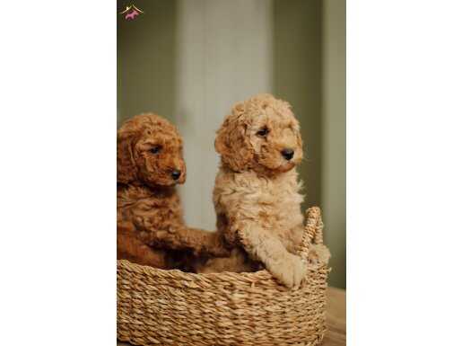 Üat Kalite Poodle Yavruları Çiftlikten 