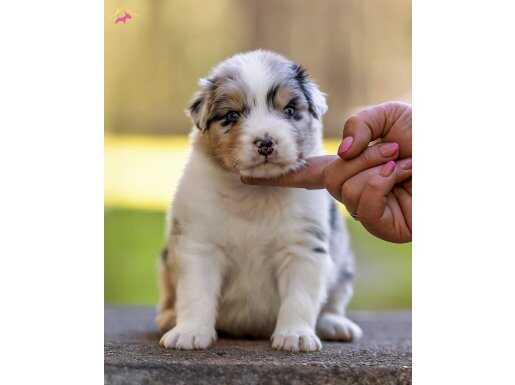 Blue Merle Avustralya Çoban Yavruları 