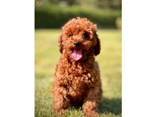 Red Brown Toy Poodle Bebeklerimiz üst kalite 