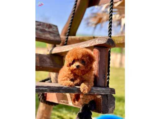 Türkiyenin en özel köpek çiftliğinden eşsiz bir deneyim