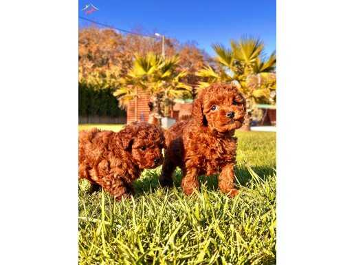 RUHSATLİ ÇİFLİKTEN ÖZEL POODLE YAVRULARI SİZLERİ BEKLİYOR 