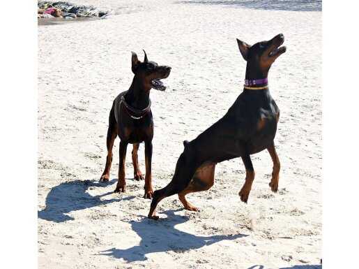 SECERELİ DOBERMAN YAVRULARI İSTANBUL 