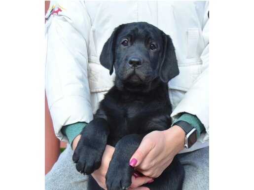 RUHSATLİ ÇİFLİKTEN LABRADOR RETRİEVER YAVRULARI İSTANBUL 