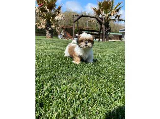 EŞSİZ GÜZELLİKTE SHIH TZU YAVRULARI İSTANBUL 