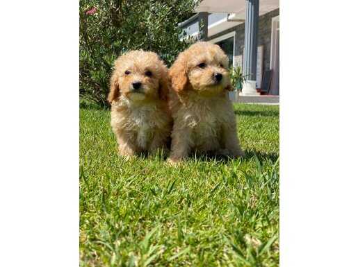 MALTİPOO BEBEKLERİ SİZLERİ BEKLİYOR 