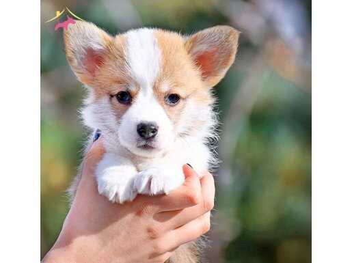 Welsh Corgi Yavruları İstanbul 